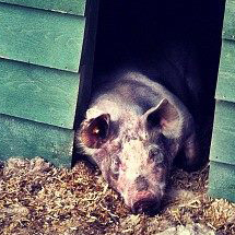 <h2>Pig's Farm</h2>6 juillet 2012